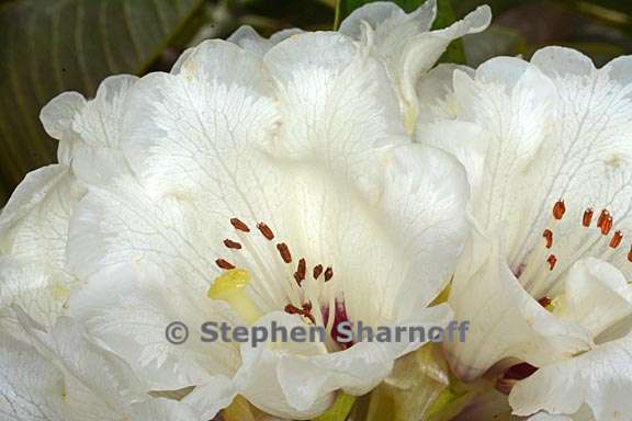 rhododendron grande subsection grandia 2 graphic